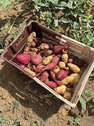 La Guyane une destination gourmande